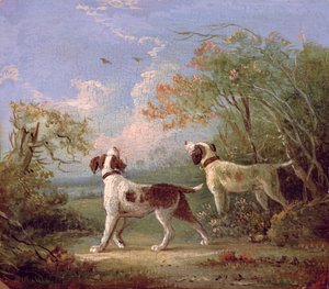 Spaniele w krajobrazie