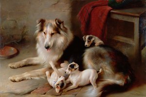 Collie ze szczeniętami Fox Terriera, 1913