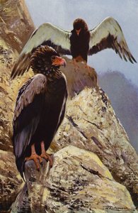 Bateleur Orzeł