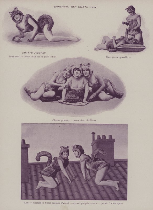 Konkurs kotów (zdjęcie czarno-białe) autorstwa (after) French Photographer