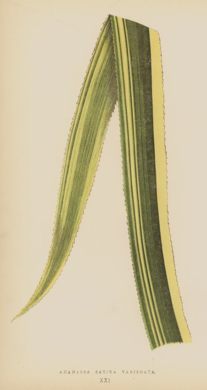 Ananassa Sativa Variegata autorstwa English School