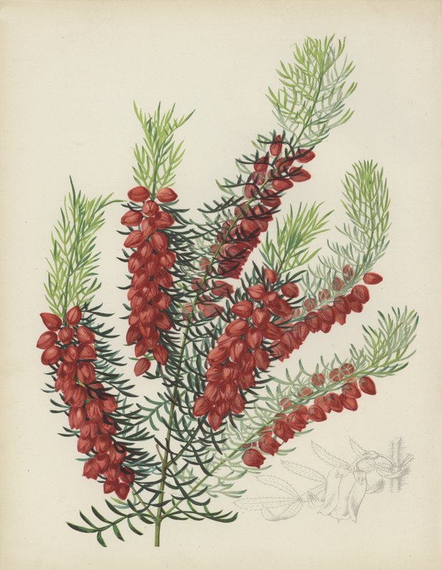 Boronia Elatior autorstwa English School