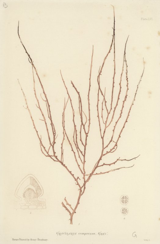 Brytyjskie wodorosty (z nadrukiem natury) autorstwa English School
