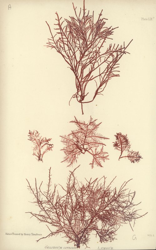 Brytyjskie wodorosty (z nadrukiem natury) autorstwa English School