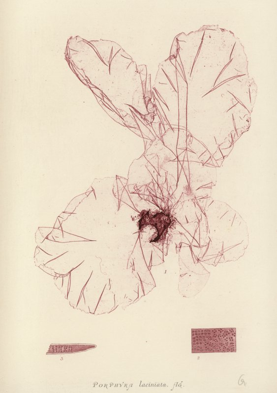 Brytyjskie wodorosty (z nadrukiem natury) autorstwa English School