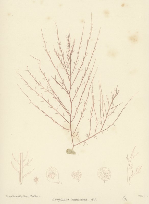 Brytyjskie wodorosty (z nadrukiem natury) autorstwa English School