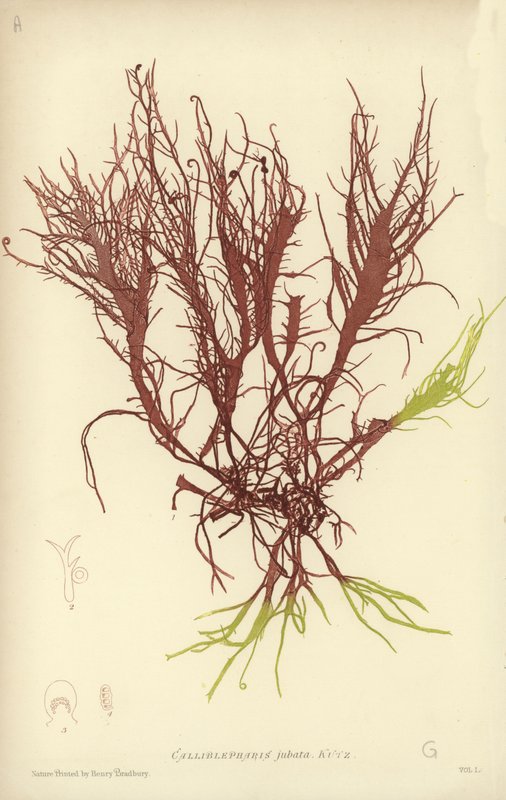 Brytyjskie wodorosty (z nadrukiem natury) autorstwa English School
