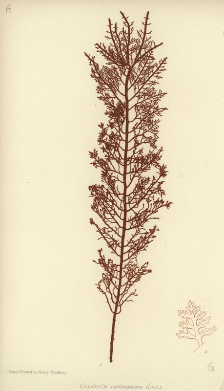 Brytyjskie wodorosty (z nadrukiem natury) autorstwa English School