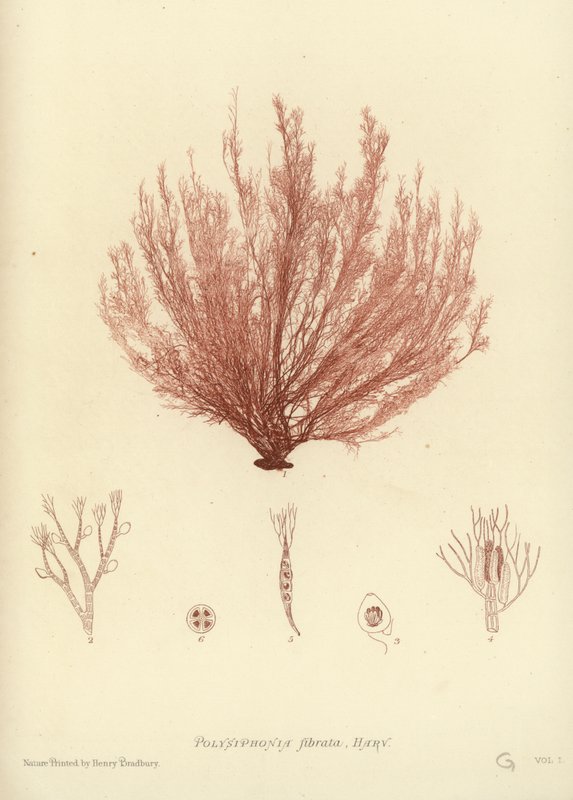 Brytyjskie wodorosty (z nadrukiem natury) autorstwa English School