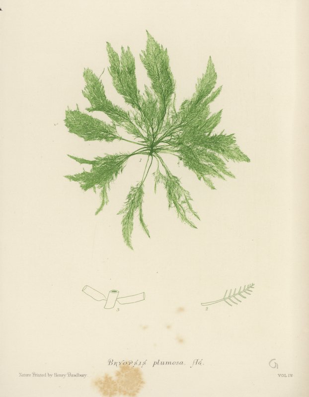 Brytyjskie wodorosty (z nadrukiem natury) autorstwa English School
