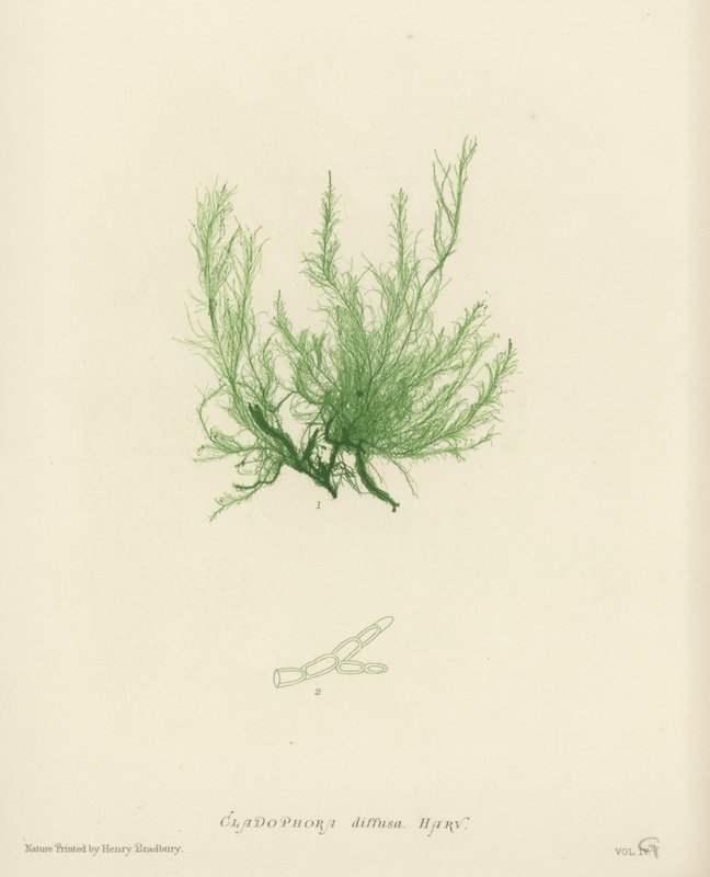 Brytyjskie wodorosty (z nadrukiem natury) autorstwa English School