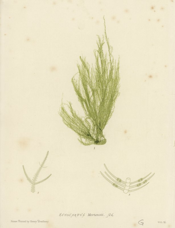 Brytyjskie wodorosty (z nadrukiem natury) autorstwa English School