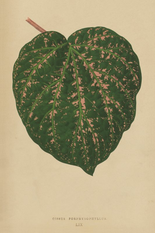 Cissus porphyrophyllus autorstwa English School