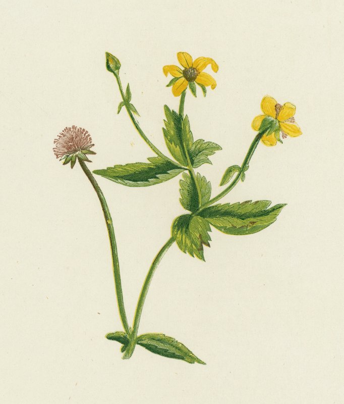Avens pospolity, Geum Urbanum autorstwa English School