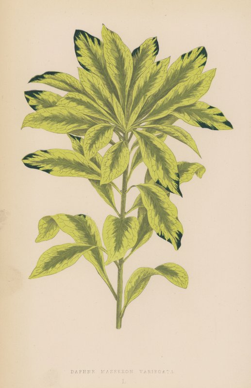 Daphne Mazereon Variegata autorstwa English School