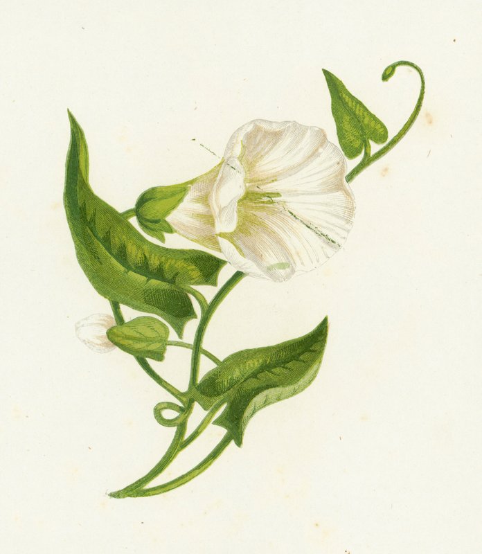 Powój wielki, Convolvulus Sepium autorstwa English School