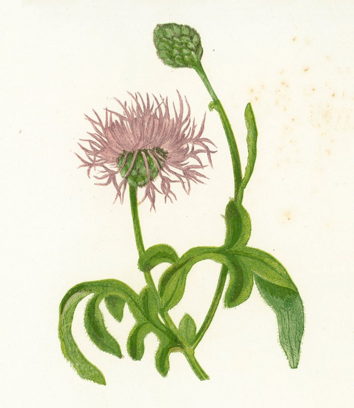 Knapweed wielkokwiatowy, Centaurea Scabiosa autorstwa English School