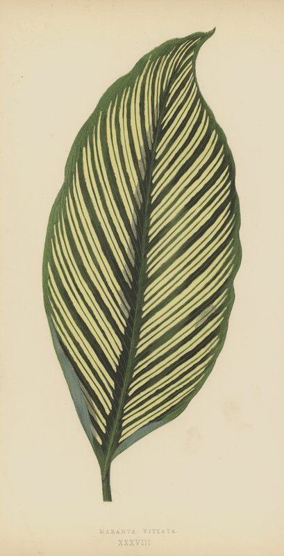 Maranta Vittata autorstwa English School