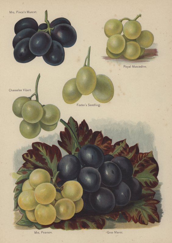 Mrs Pinces Muscat, Royal Muscadine, Chasselas Vibert, Fosters Seedling, Mrs Pearson, Gros Maroc autorstwa English School