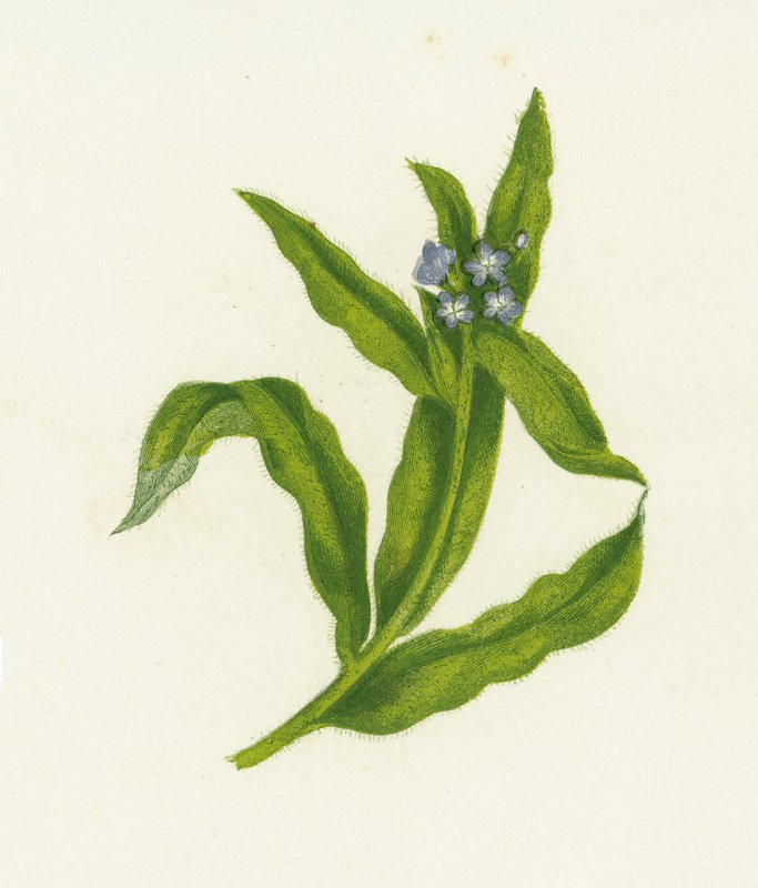 Mały Bugloss, Lycopsis Arvensis autorstwa English School