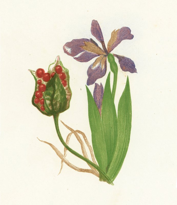 Irys cuchnący, Iris Foetidissima autorstwa English School