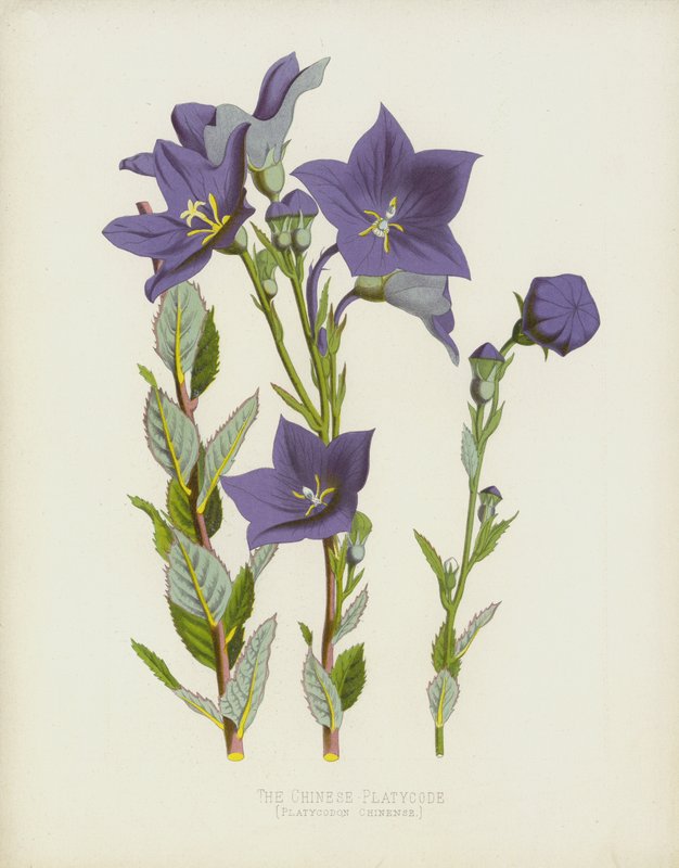 Chiński Platycodon, Platycodon chiński autorstwa English School