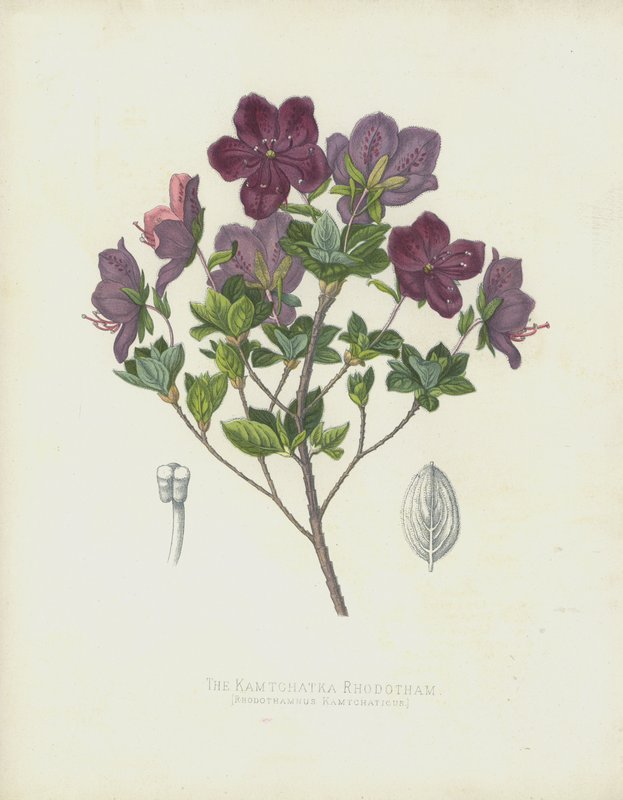 Rodotham Kamczacki, Rhabdothamnus Kamtschaticus autorstwa English School