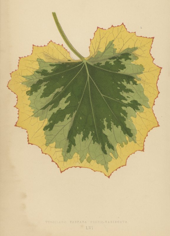 Tussilago Farfara Liść-Variegata autorstwa English School