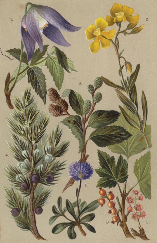 Flora alpejska autorstwa European School