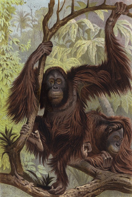 Orangutan autorstwa European School