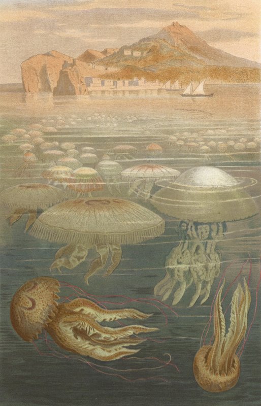 meduza parasolowa autorstwa European School