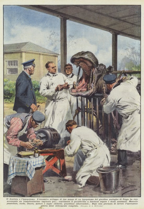 Dentysta i hipopotam autorstwa Achille Beltrame