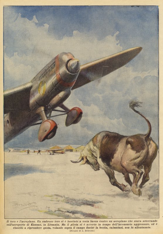 Byk i samolot autorstwa Achille Beltrame