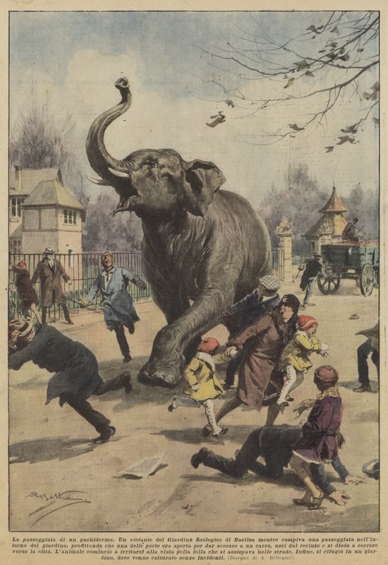 Spacer pachyderm autorstwa Achille Beltrame