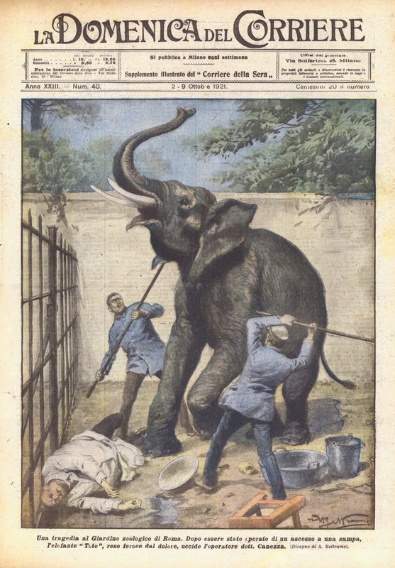 Tragedia w Ogrodzie Zoologicznym w Rzymie autorstwa Achille Beltrame