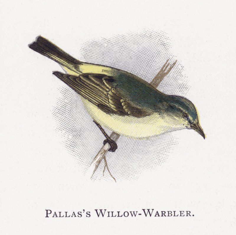 Pallass Willow-Warbler autorstwa Alexander Francis Lydon