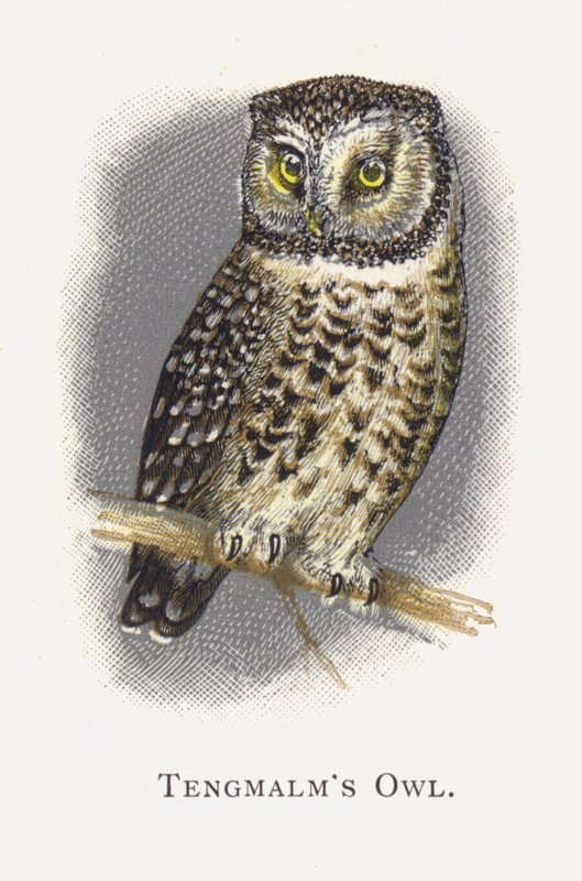Sowa włochata autorstwa Alexander Francis Lydon