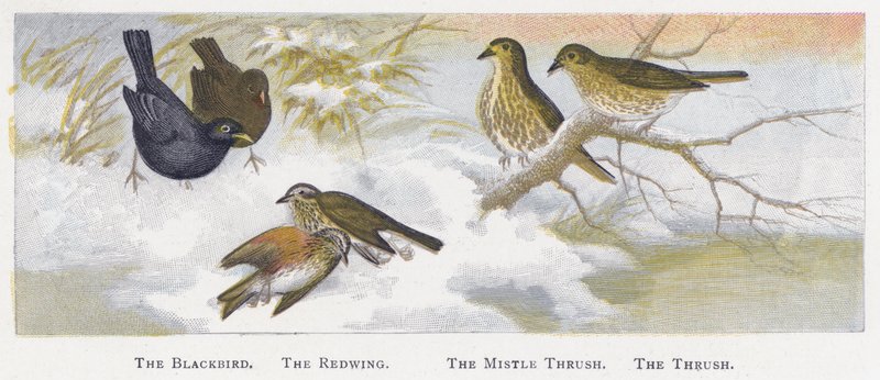 Kos, Redwing, Mistle Drozd, The Drozd autorstwa Alexander Francis Lydon