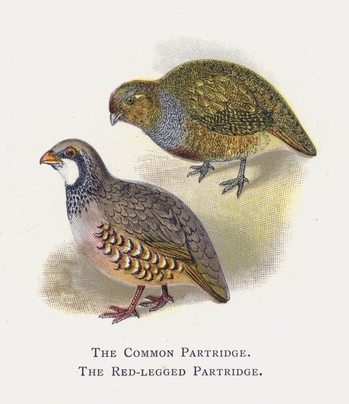 Kuropatwa pospolita, Kuropatwa czerwononoga autorstwa Alexander Francis Lydon