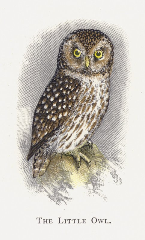 Pójdźka autorstwa Alexander Francis Lydon