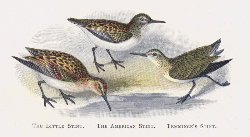 The Little Stint, The American Stint, Stint Temmincka autorstwa Alexander Francis Lydon