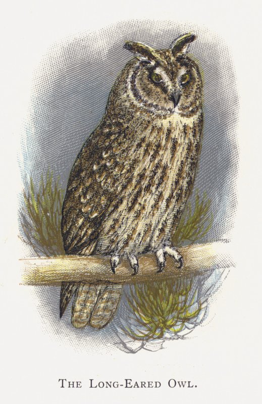 Sowa uszata autorstwa Alexander Francis Lydon