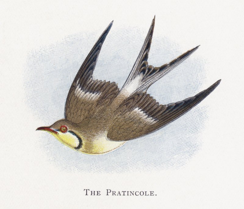 Pratincole autorstwa Alexander Francis Lydon
