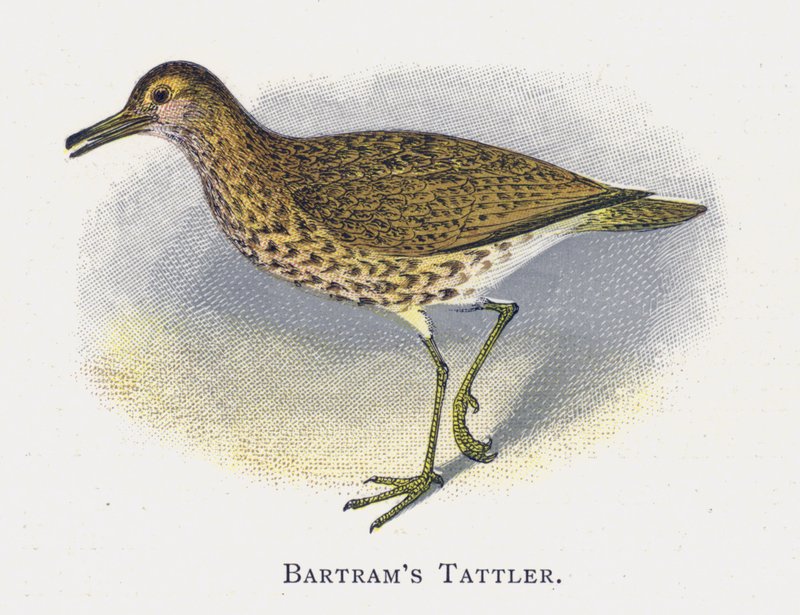Batrams Tattler autorstwa Alexander Francis Lydon