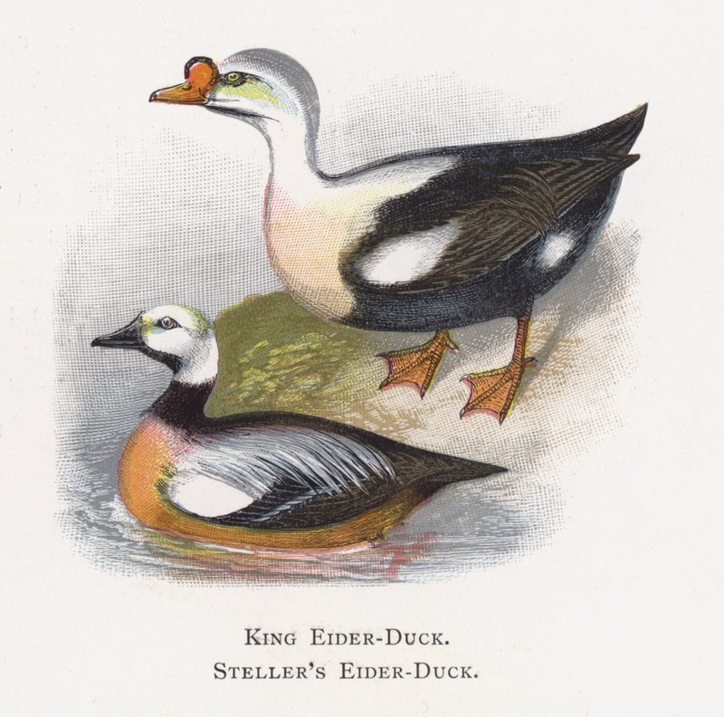 Król Eider-Duck, Steller