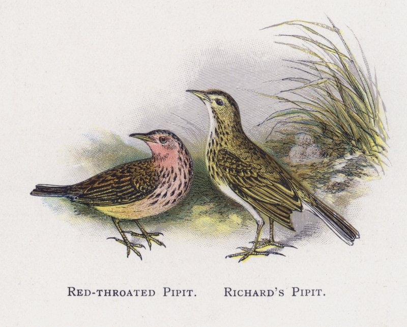 Czerwonogardły Pipit, Richards Pipit autorstwa Alexander Francis Lydon