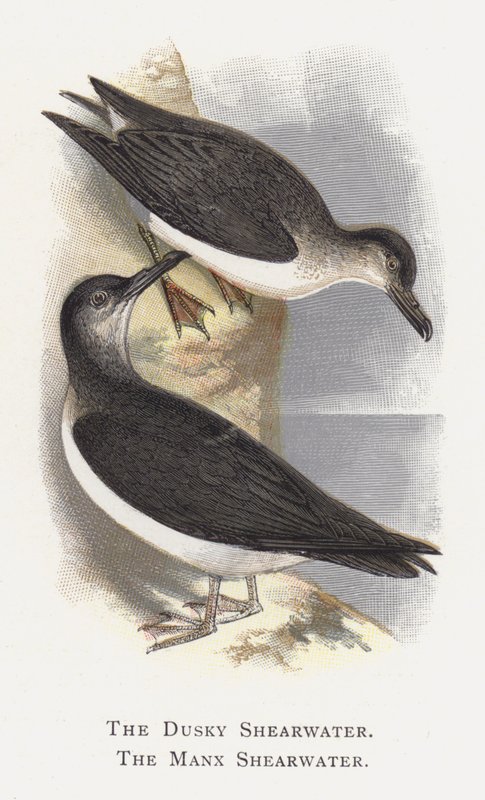 Burzyk Ciemny, Burzyk Manx autorstwa Alexander Francis Lydon