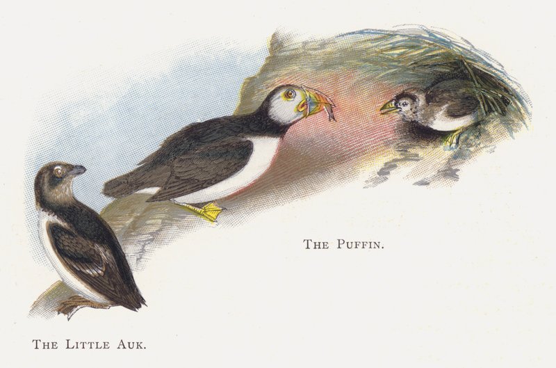 Alka, Maskonur autorstwa Alexander Francis Lydon