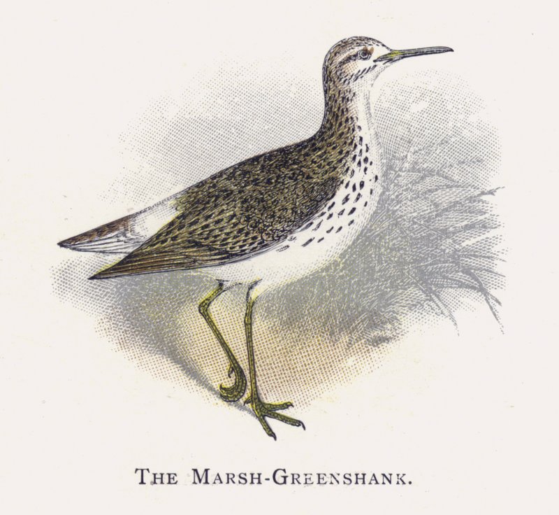 Marsh-Greenshank autorstwa Alexander Francis Lydon