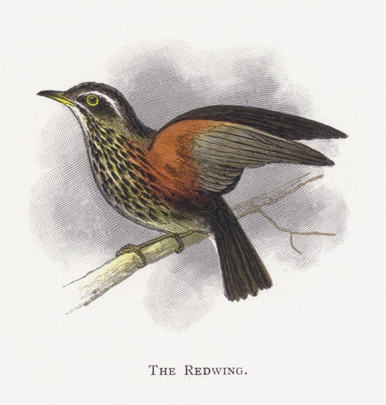 Redwing autorstwa Alexander Francis Lydon
